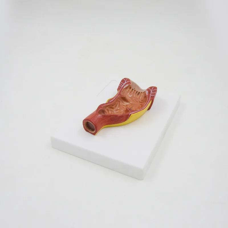 

Модель анатомии ректальной и анальной пищеварительной систем человека, модель анатомии кишечника, биологическая учебная модель