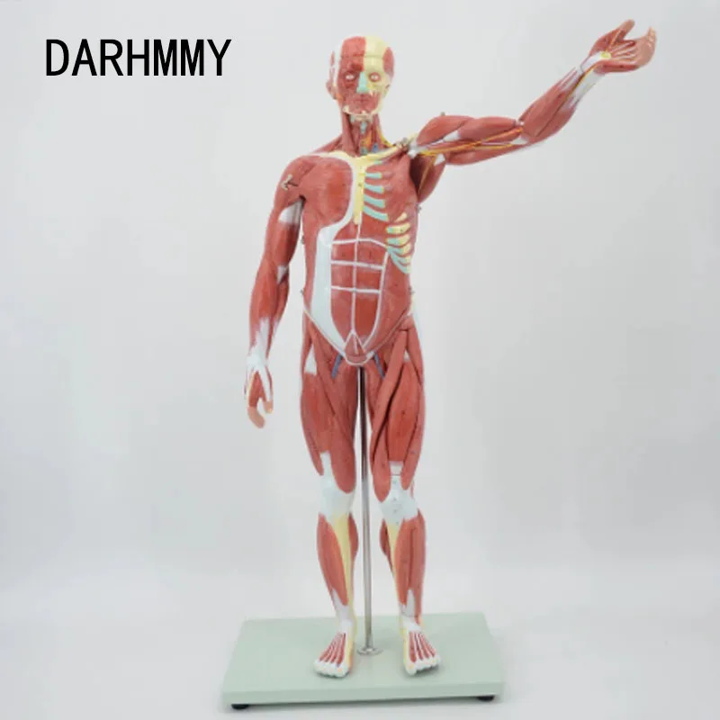 DARHMMY 80CM Human Muscular Figure 27 Parts Muscular Anatomy Model Half Life Size PVC Material Model With Stand  School Teaching