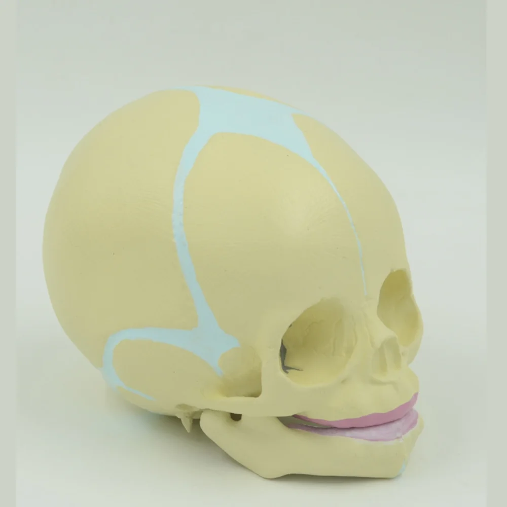 

Infant Skull Model Baby Skull Teaching AIDS Demonstrate Medical Science Mandible Bone Anatomy Educational Simulator Obstetrics