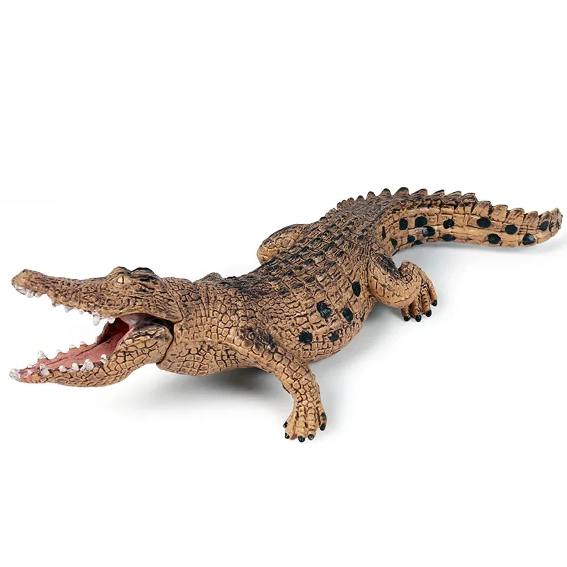 

Wildlife Model Simulation Crocodile Science And Education Cognitive Solid Model Ornaments