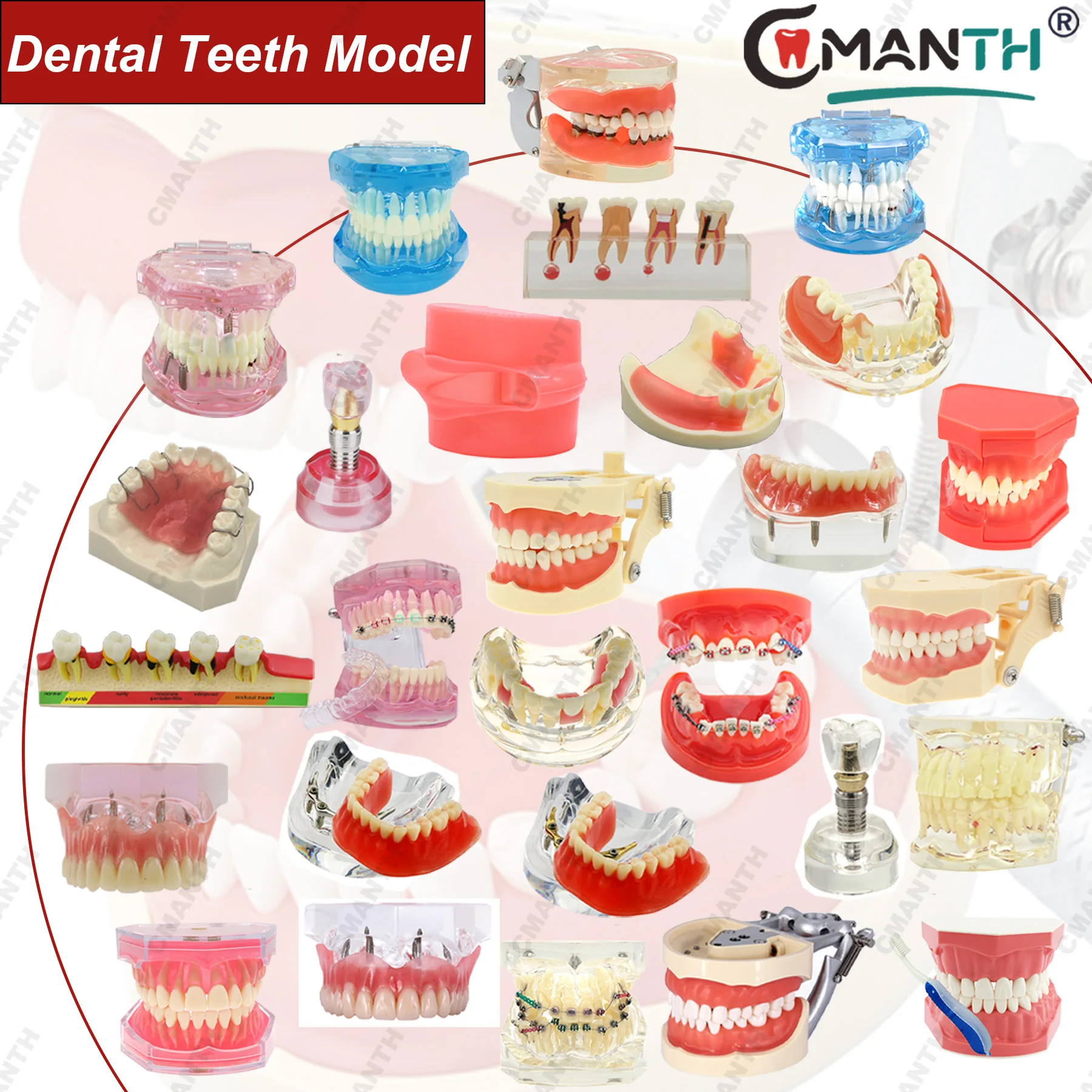 

Variety Dental Teeth Teaching Models Removable Implant Pathological Orthodontic Restoration Model For Studying Dentist Material