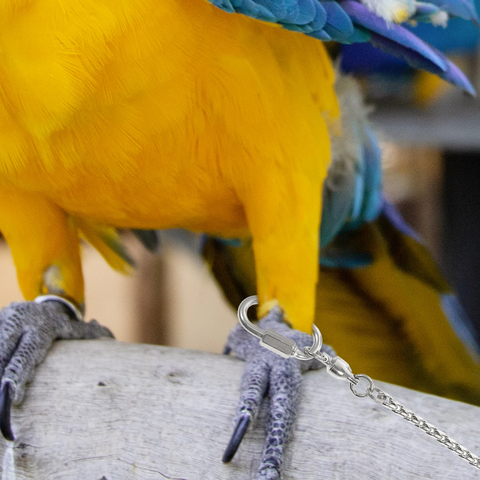 

Stainless Steel Birds Foot Chain Anklet Durable Strong Prevents Flying Away Cockatiels Peony Lovebird Parrot Pet Supplies