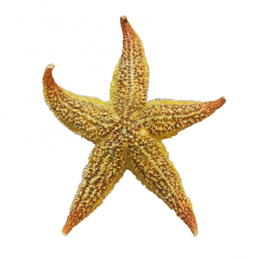 2Pcs 10-16cm Dried Starfish Sea Star Beach Craft Air-dried Natural Shell Conch Wall Sticker Floor Wedding Party Home Decoration