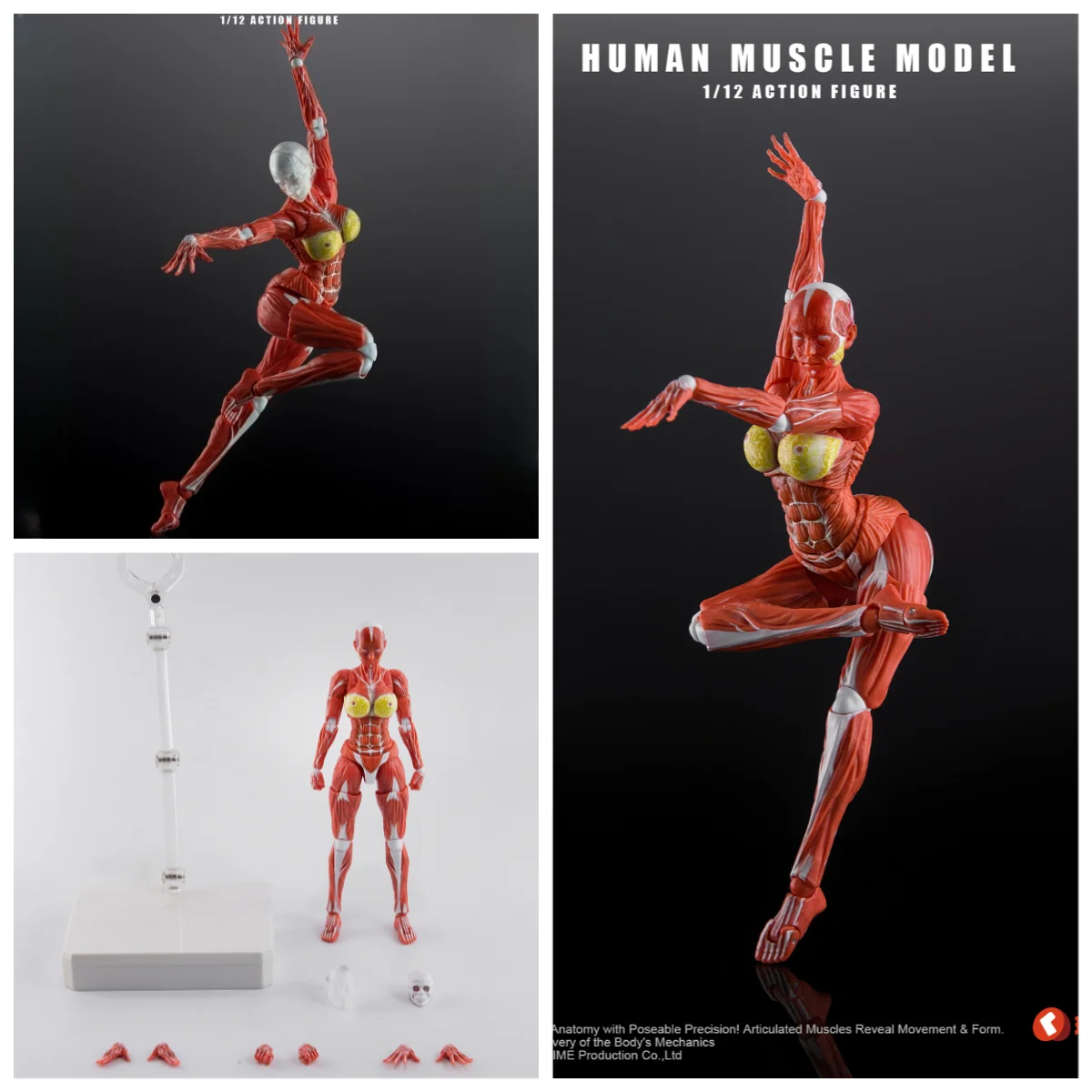 1/12 Female Human Muscle Anatomy Action Figure Movable Joints Body Model Stand Drawing Reference Art Mannequin Collectible Toy