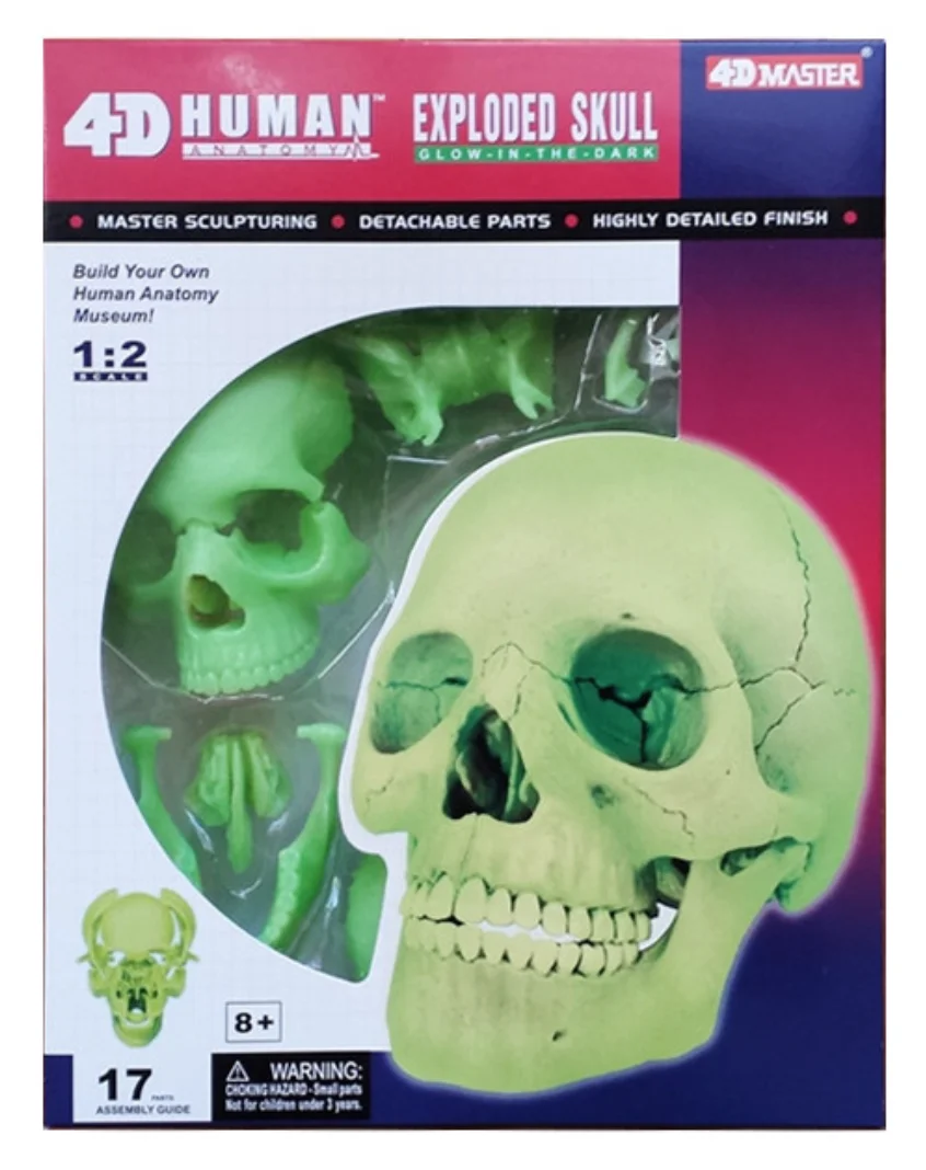 

4D MASTER Fluorescent Skull Model 26089 Detachable Anatomical Model 17 Parts Educational Equipment Medical Gift Dental Used