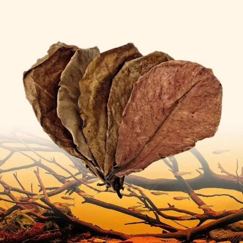 20pcs Large Catappa Indian Almond-leaves For Fish Aquarium- Tanks Long Dried Leaf For Improves Habitat Betta Breeding