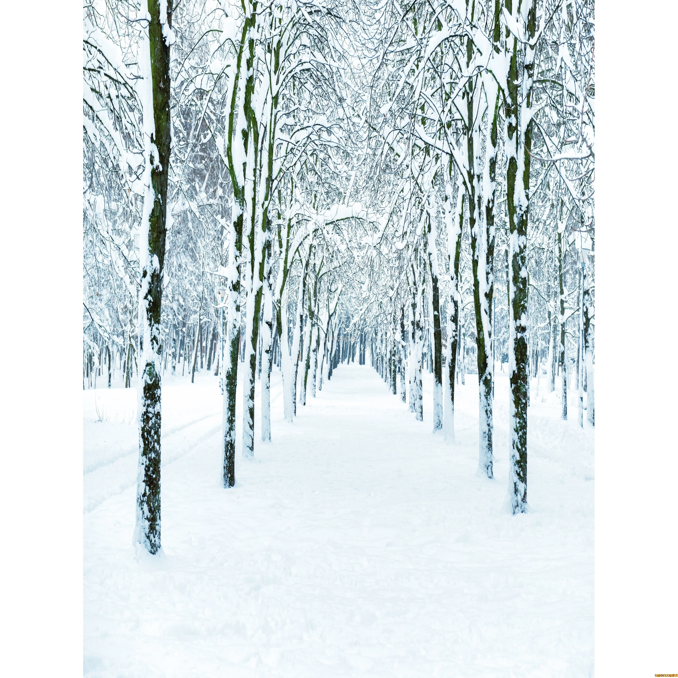 قطرات خلفية للتصوير الفوتوغرافي للغابات الشتوية ، طريق مغطى بالثلوج ، ندفات الثلج ، أشجار التنوب ، خلفية الصورة ،