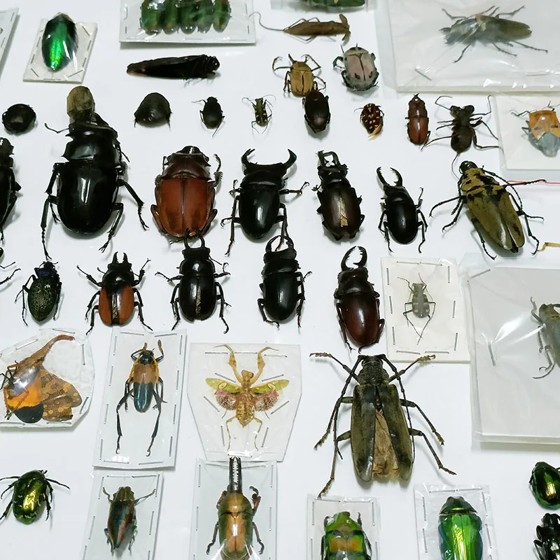 Real Beetles Specimens, Longhorn Beetles, Cicadas, Stag Beetles, Insect Collection, Students Observe Teaching Specimens Hobby