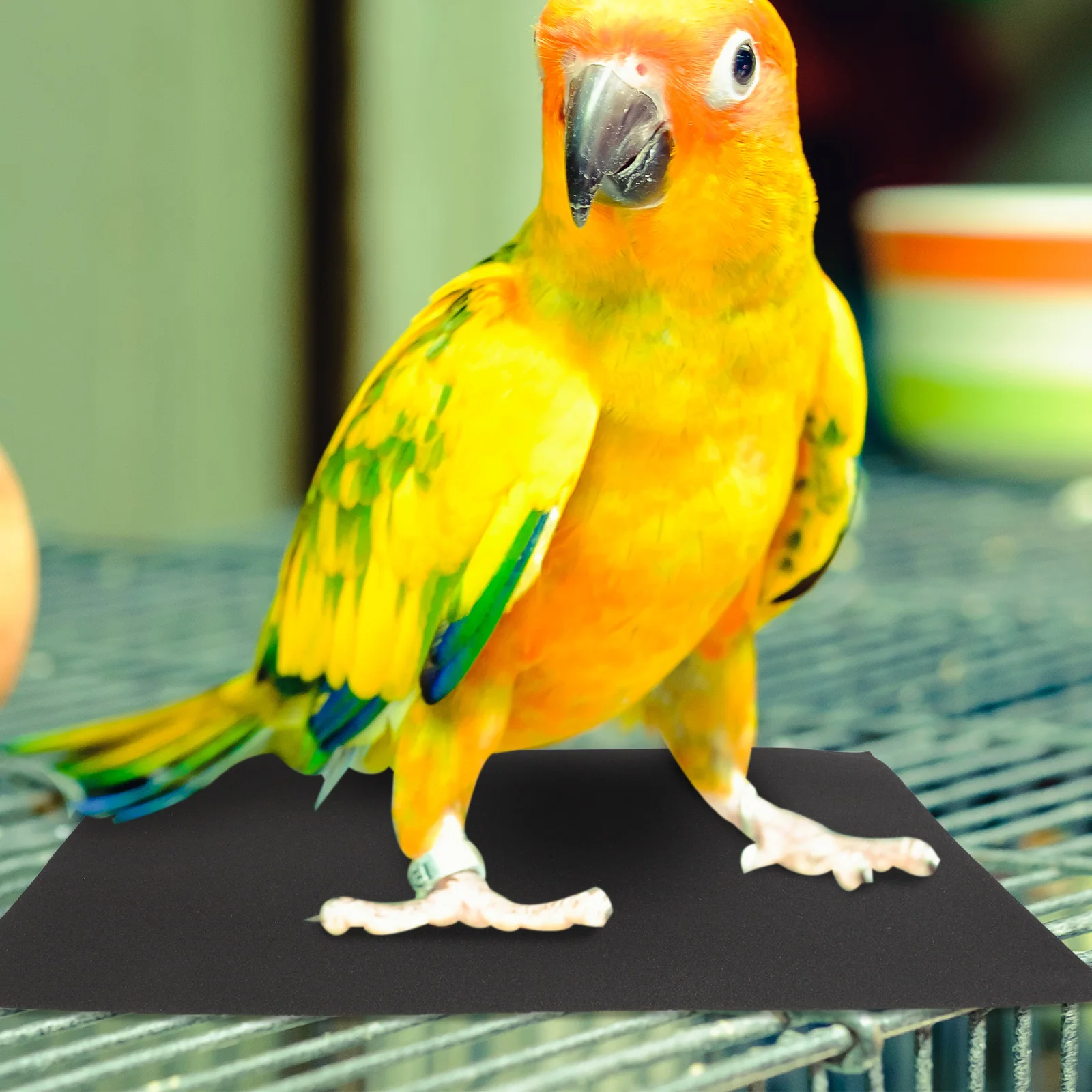 

10 Pcs Bird Sandpaper Fine Grit Liner Metal Gravel Paper Replacement Cage Floor Beak Trim Bird Cage Floor Sandpaper Perch Covers