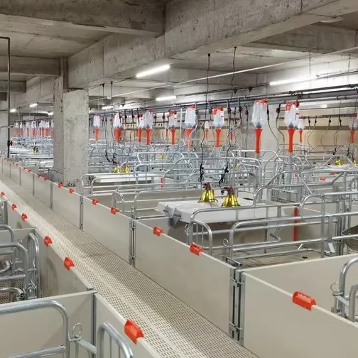 

Sows Farrowing Crate Pig Farming Equipment Sows Cage With Piglet Cage And Piglets Fence