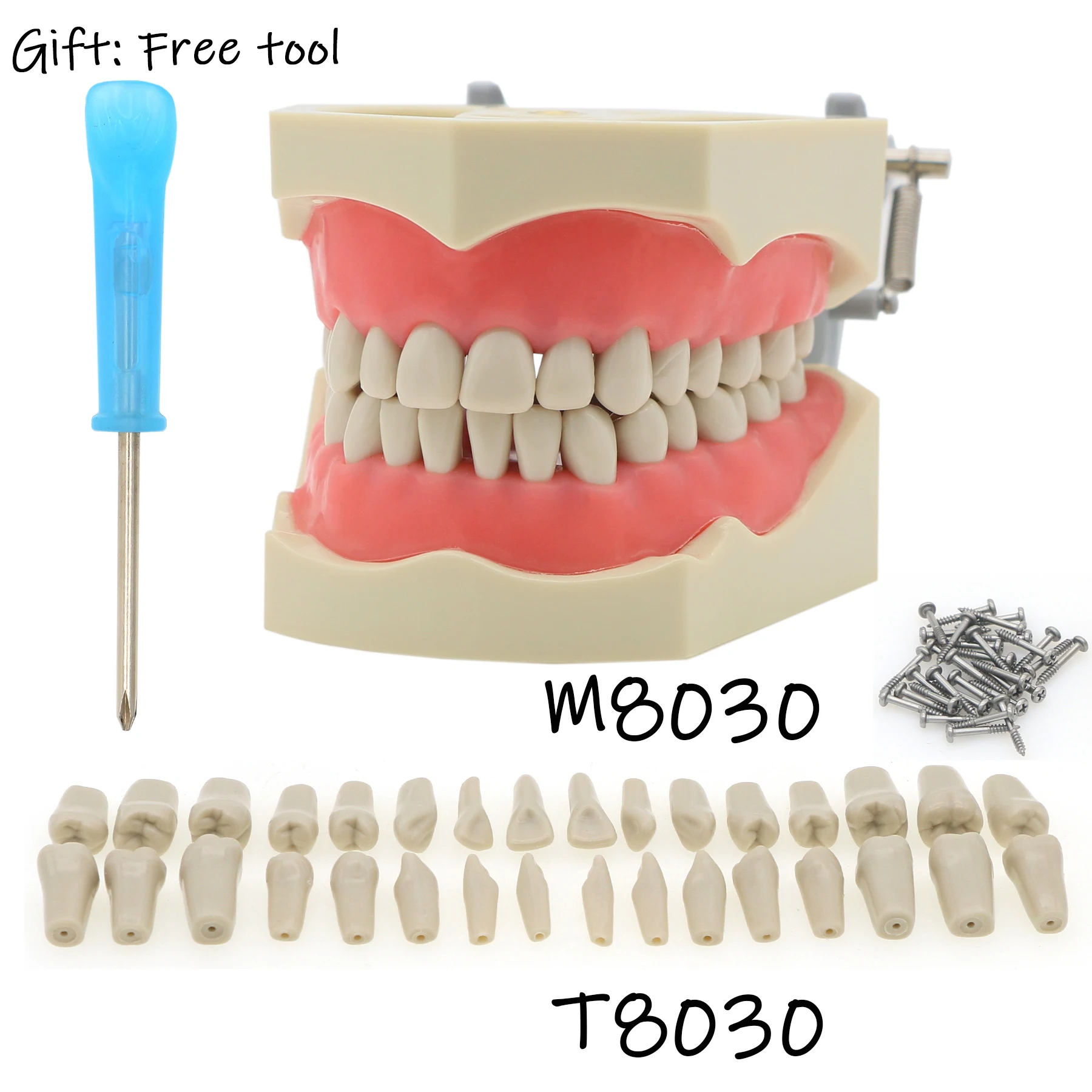 M8030/T8030 Dental Teeth model Typodont Removable 32Pcs Teethwith Columbia 860 Type Compatible