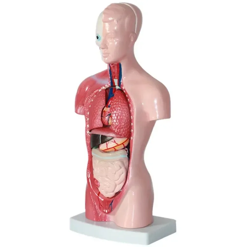 26CM New Human Torso Body Model Anatomy Anatomical Medical Internal Organs For Teaching Biological Educational Toys