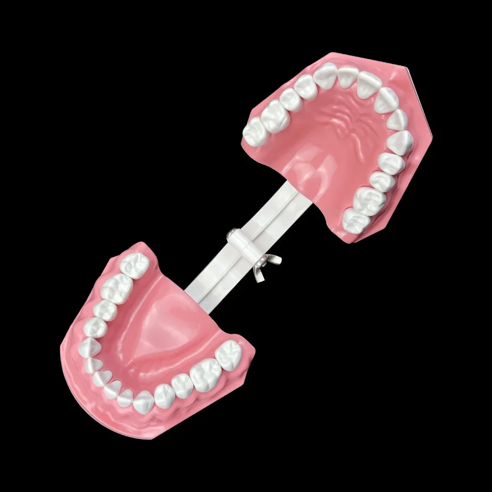 

1pcs Plastic Removable Teeth Model Dental Model Teeth Teaching Model For Dentist Dental Students Studying Education Demo Display