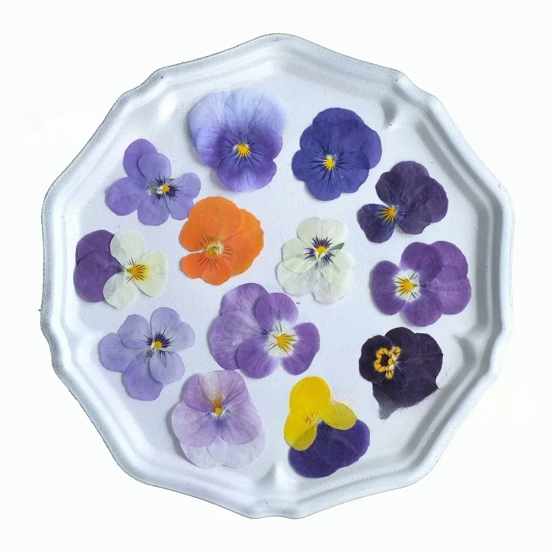 متعدد الألوان الطبيعية ضغط الزهور المجففة البنفسجي بانسي DIY بها بنفسك الراتنج الفن حشوات ريال المجففة زهرة مسمار الفن Makingup الديكور