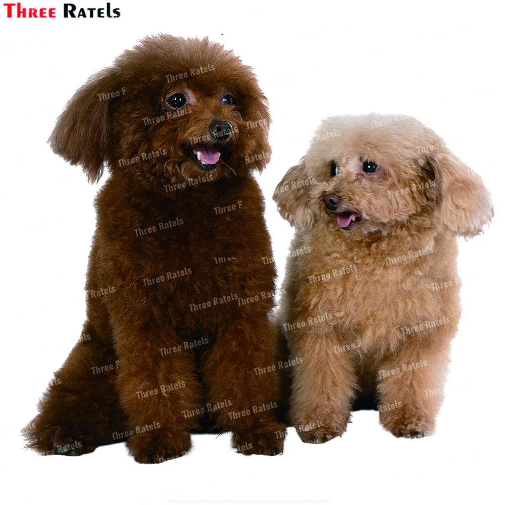 Three Ratels K703 Miniature Poodle Wall Stickers Bathroom Home Decoration Wallpaper Living Room Decor Sticker