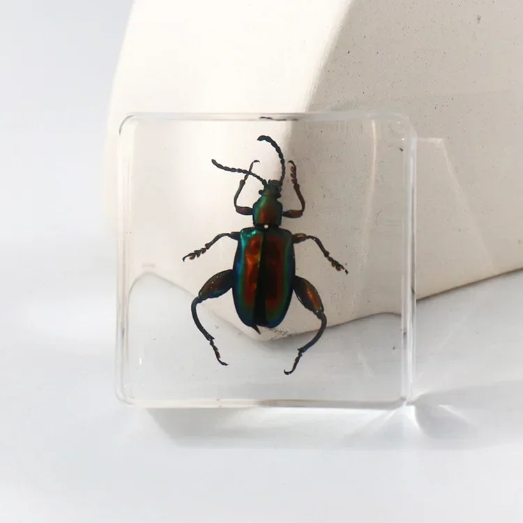 Vierkant insectenspecimen van hars, extra cognitieve leermiddelen, dierenspecimen, kunstmatig amber handwerkornament