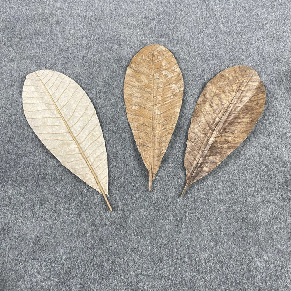

20Pcs Sushi Dried Leaf Tray Decoration Japanese Embellishment Food Plate Sashimi Serving Decor Food Dish Decor