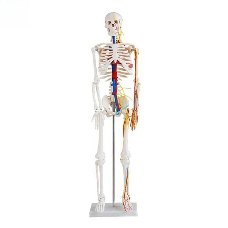 Medical Human Anatomical Skeleton Model