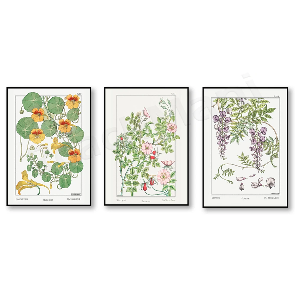 

1896 Vintage Wisteria Asteraceae, Wild Rose, Nasturtium, Botanical Art Print, Vintage Floral Home Decor Poster