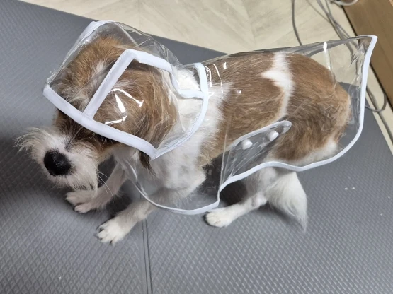 Customer review photo for Clear Water-Resistant Dog Raincoat with Harness Opening