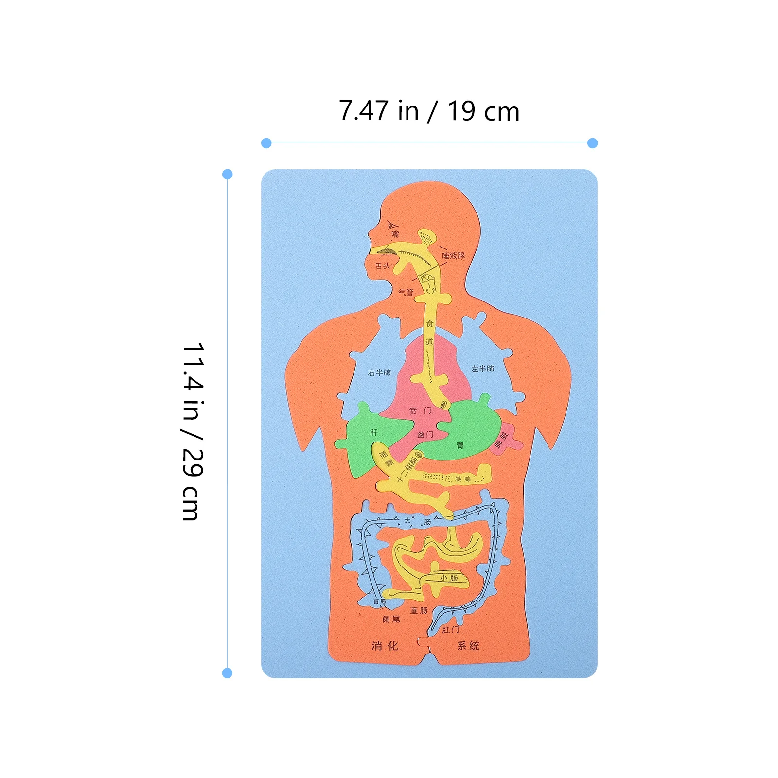 Puzzle d'organes humains Eva, 3 pièces, assemblage d'organes cognitifs éducatifs, aide pédagogique pour enfants, apprentissage de l'anatomie, système digestif