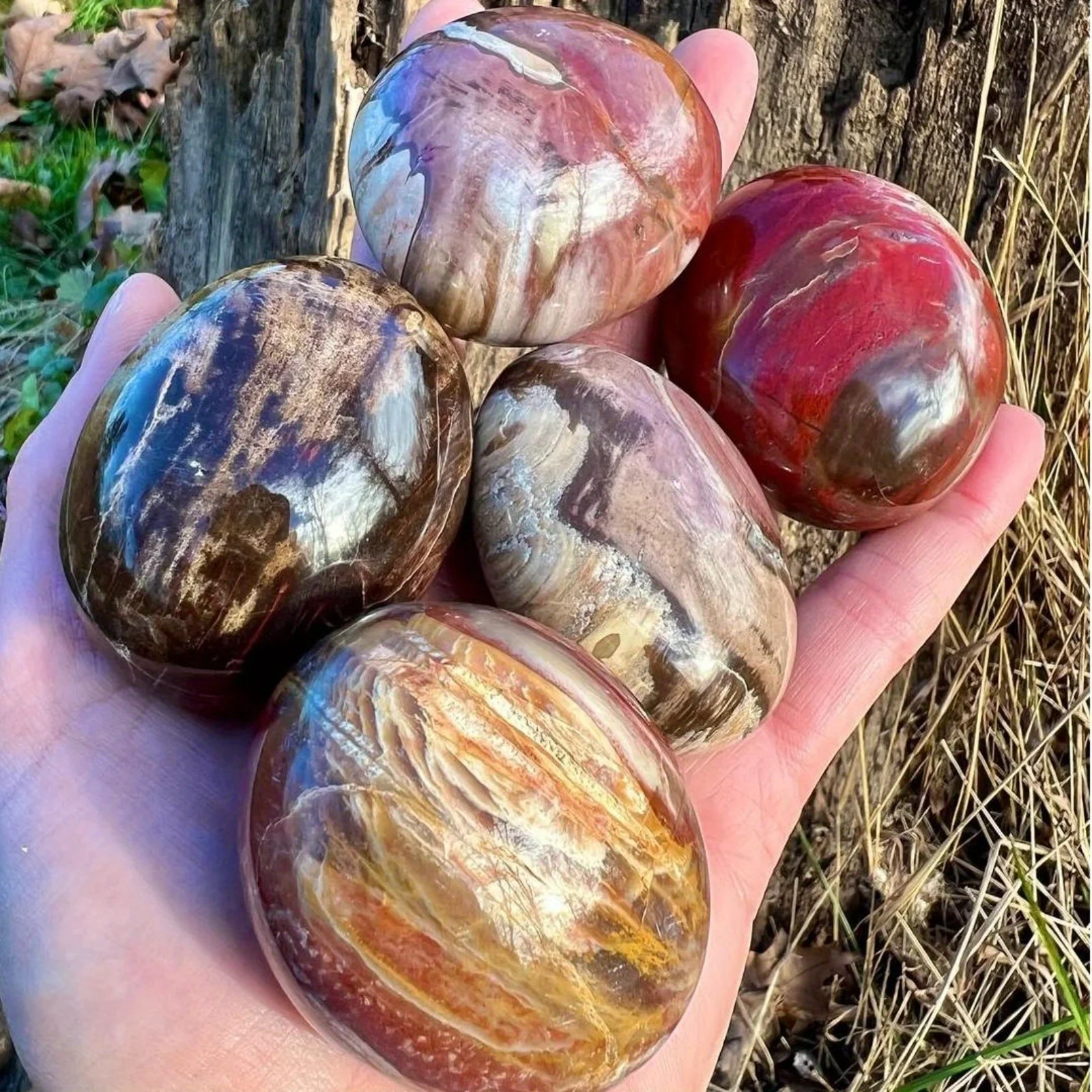 

1 шт. полированный камень Palm из окаменевшего дерева - овальной формы, коллекционные кристаллы, домашний декор, праздничный подарок