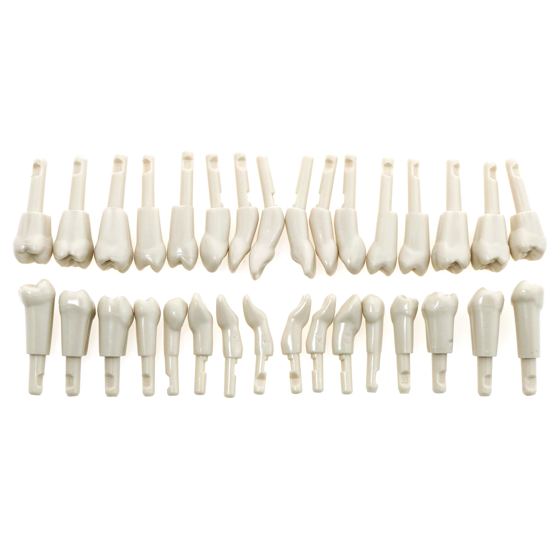 32Pcs Dental Tooth Model Spare Replacement Teeth fit for KaVo Tooth Retention Mechanism