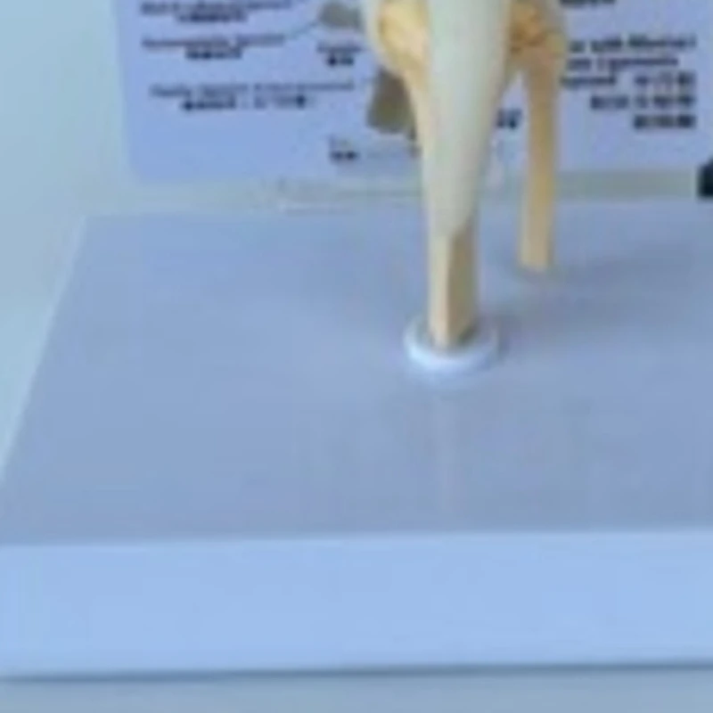 Canines Knee Model Dog Joint Anatomical Model Dog Skeleton Model Animal Skeleton Anatomy  Science Gift