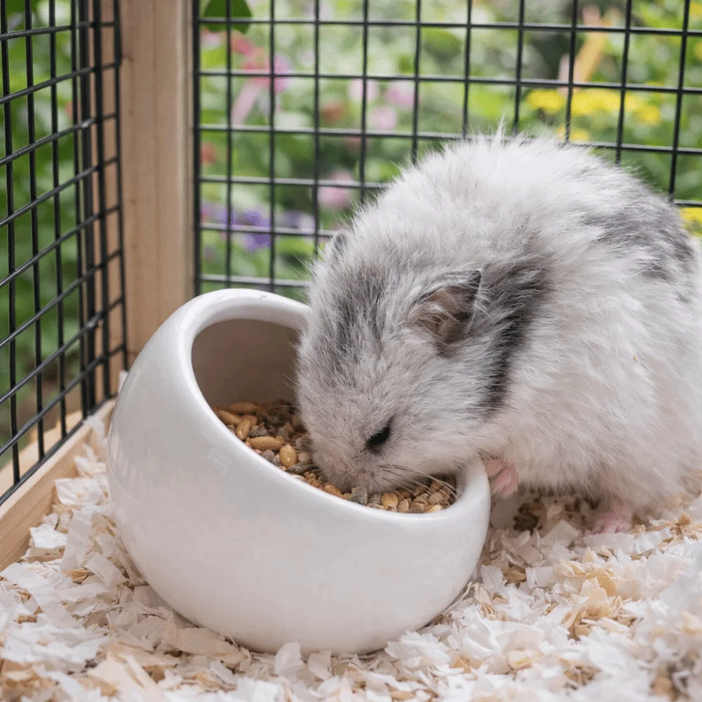 Keramik-Futterschale für Hamster, kippsicher, rutschfest, für kleine Haustiere, verschüttungssicher, mit schrägen Kanten, für Meerschweinchen – Detail 4