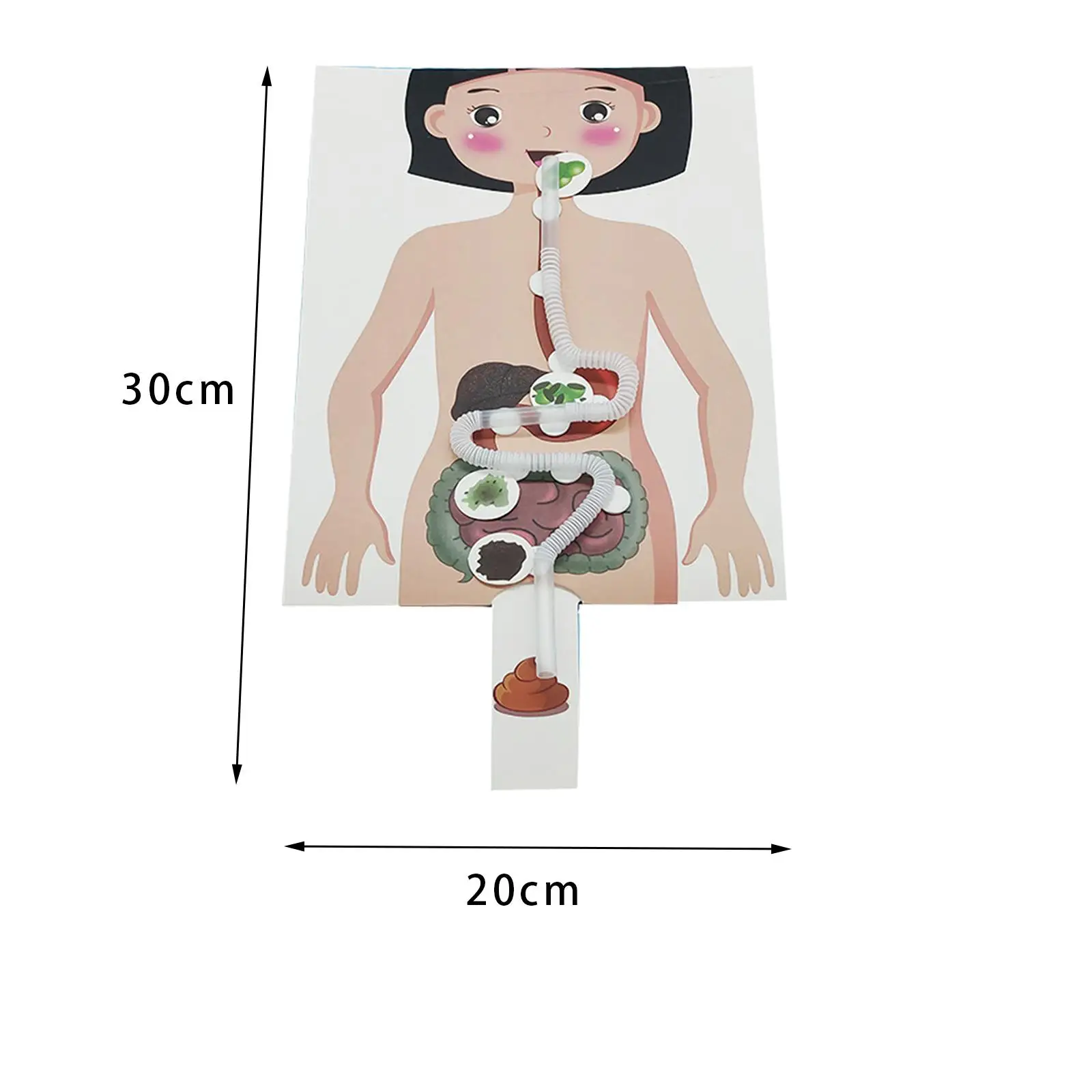 인간 소화기 시스템 교육 모델, 수공예 조기 교육, 인체