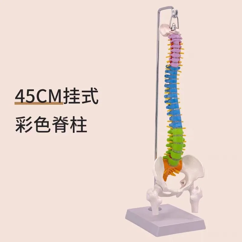 Curved colored human spine model, spinal pelvis, cervical vertebrae, thoracic vertebrae, lumbar vertebrae, orthopedic bones