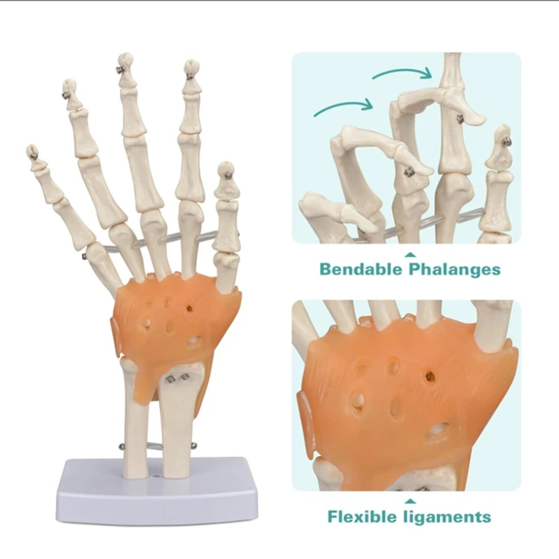 Modelo de articulación de mano humana con ligamentos, Flexible 1:1 tamaño de vida científica, modelo de dedo, herramientas educativas duraderas