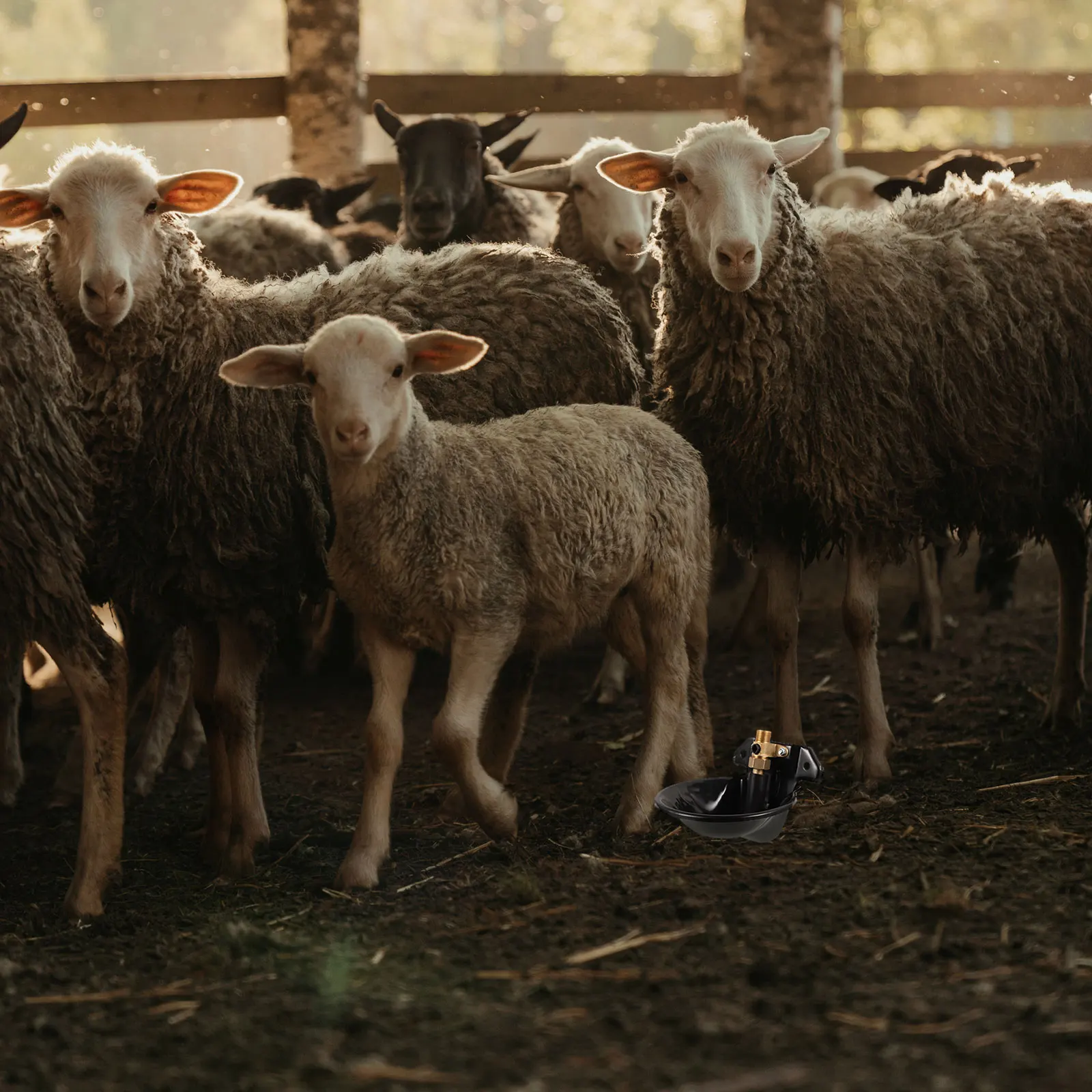 

Automatic Drinking Fountain Waterer Cattle Livestock Steel Bowl Sheep Dispenser Large Capacity Clean Water Quality