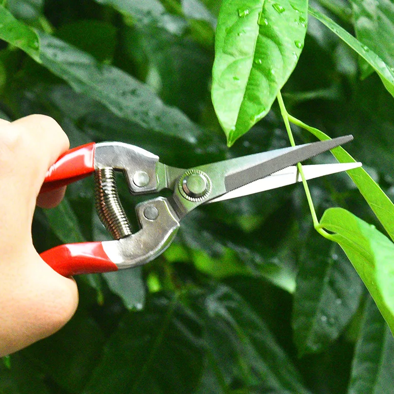 Imagem -04 - Tesoura de Poda de Tesoura de Jardinagem Colheita de Frutas Uva Ferramentas de Poda de Ramos Doméstico Aço Inoxidável