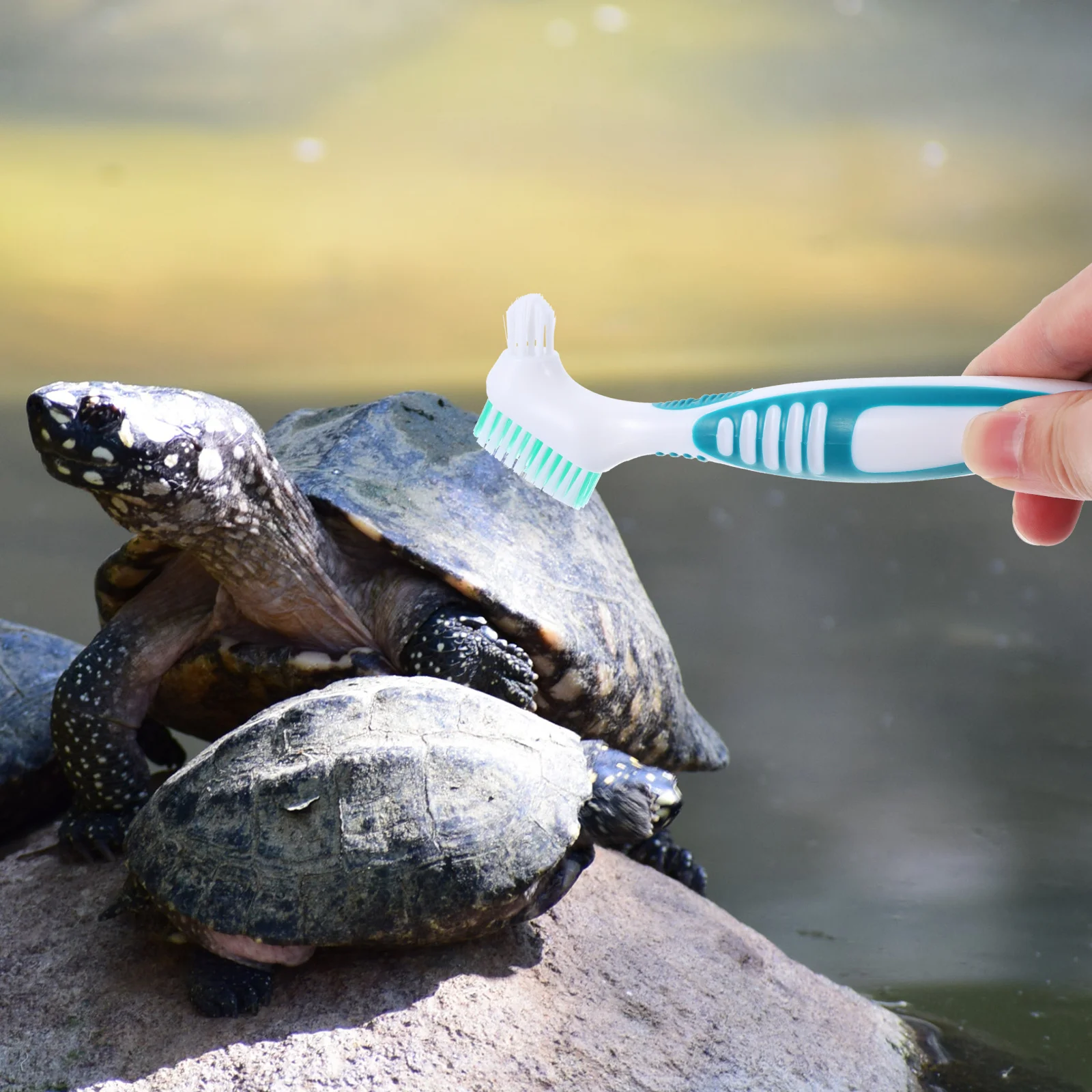 

Turtle Shell Cleaning Brush Double-Sided Portable Mini For Aquatic Tortoise Mud Remover Household Care Tool Braces Denture