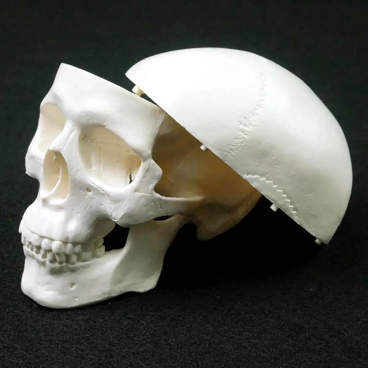 PVC Mini kafatası İnsan anatomisi anatomisi kafa tıbbi Model uygun 92x99x71mm