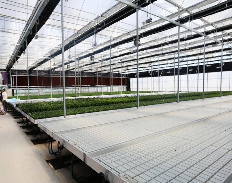 Specjalizowana automatyczna nawadniająca ruchoma szafa hydroponiczna do uprawy sadzonek w kulturze wodnej, rok 2025.