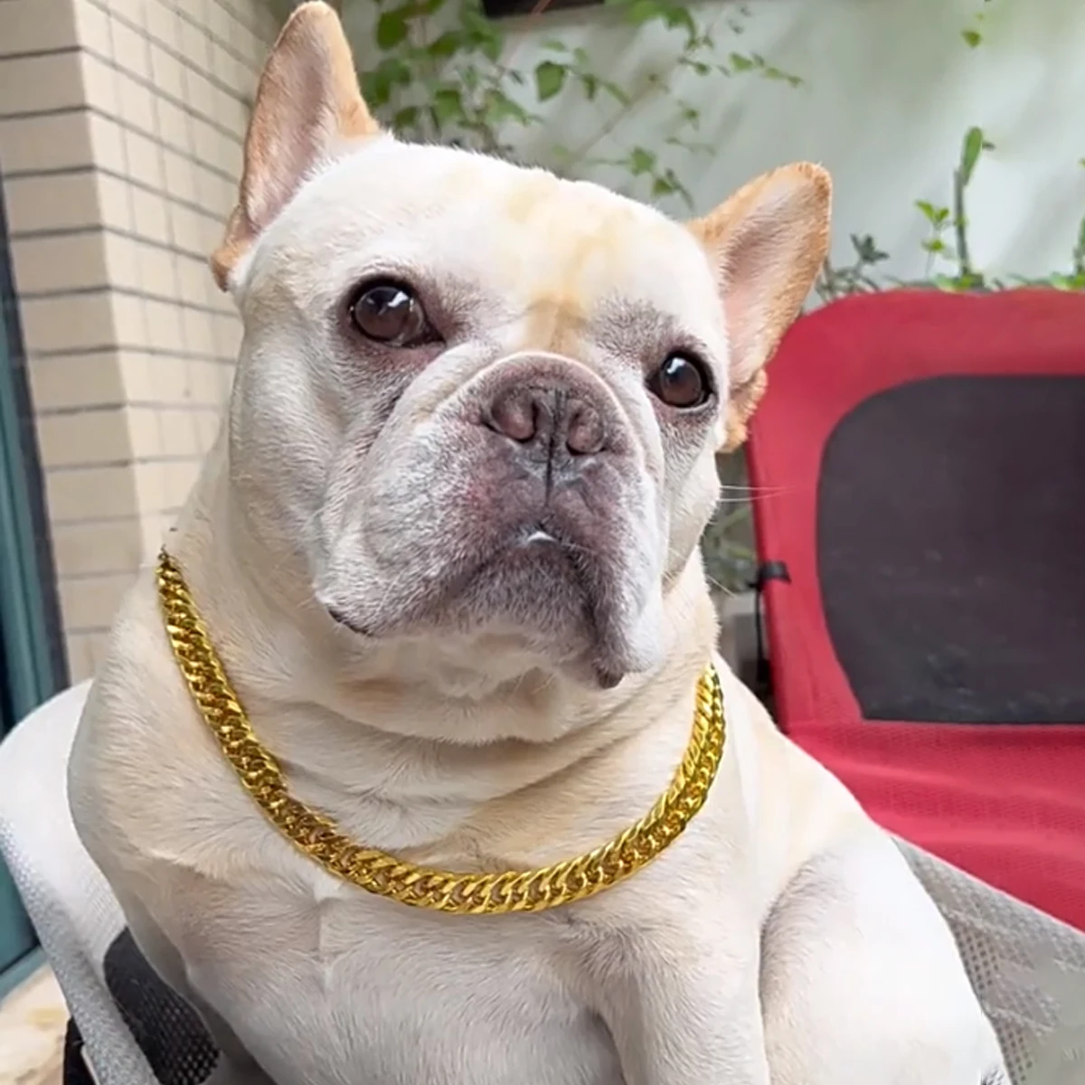Pet Big Gold Chain Collar Adjustable Premium Dog Necklace & Cat Collar For High-End Aesthetic Richer Style Decorations Collar view 3