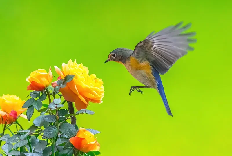 

Радиоуправляемая машина из сплава Sulong SL-278 1:20 — 2,4G, привод заднего колеса, высокоскоростной внедорожный рок-гусеничный автомобиль