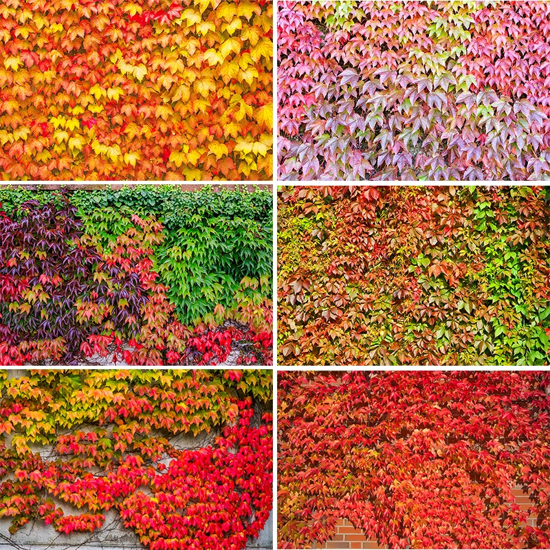 Fall Colorful Maple Leaf Backdrop Autumn Fallen Leaf Photography Background Thanksgiving Party Decoration