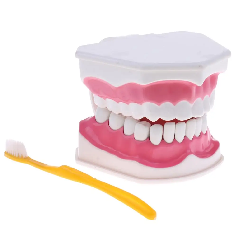 2Pcs PVC Material Large Human Teeth Model with Toothbrush Teeth Dentist Classroom Lab Teaching Tools Student Educational Toys