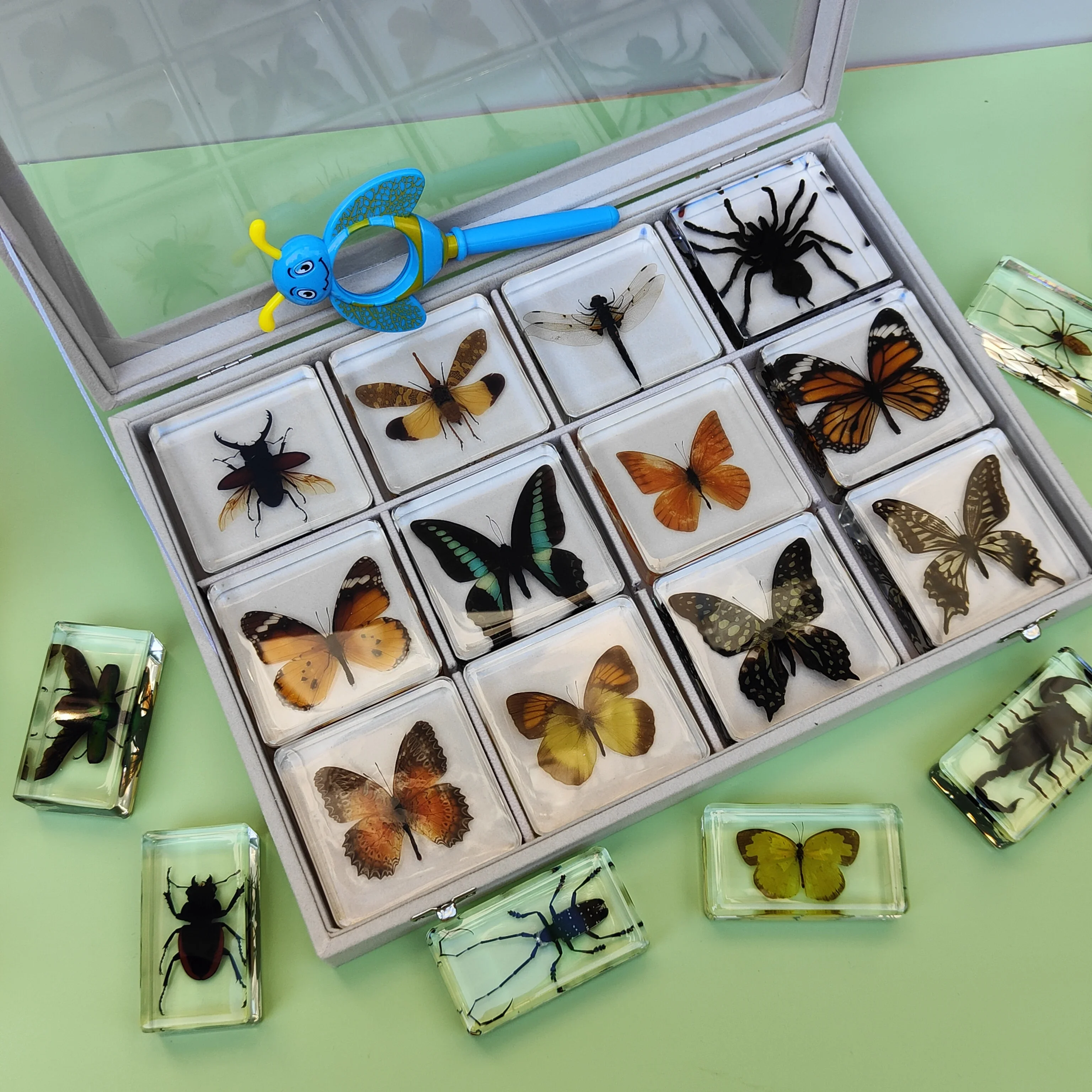 29 New Real Insect Specimen Resin Scarab Spider Specimen Beetle Flower Marine Plant Teaching Kids Gift Box Room Home Decoration view 3