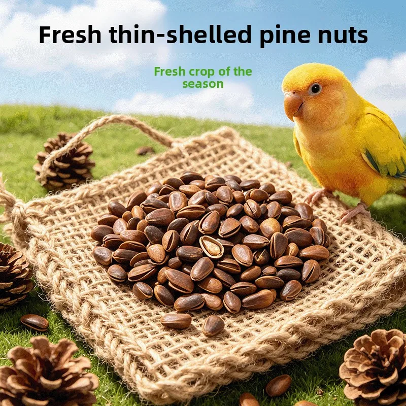 

Natural Thin Shell Pine Nuts for Parrots, Unsalted Bird Training Treats for Cockatiel Budgie Conure, High Value Reward Snack