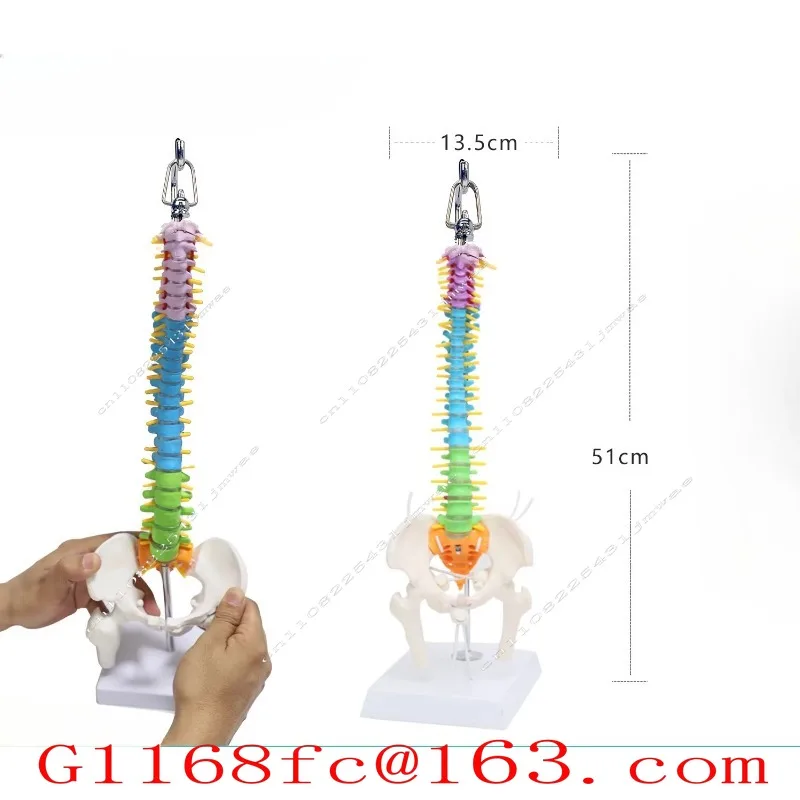 Dynamic Movable Spine Pelvic Model Mini Small Spine Color Human Skeleton Teaching Aids