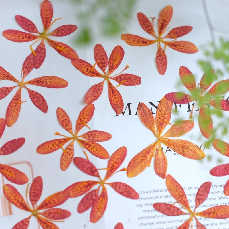 12 Stück, gepresste Belamcanda- und Iris-Trockenblumen, ideal für DIY-Epoxidharz-Handwerk, Handyhüllen, Untersetzer, Pflanzenrahmen, handgefertigte Dekoration – Detail 3