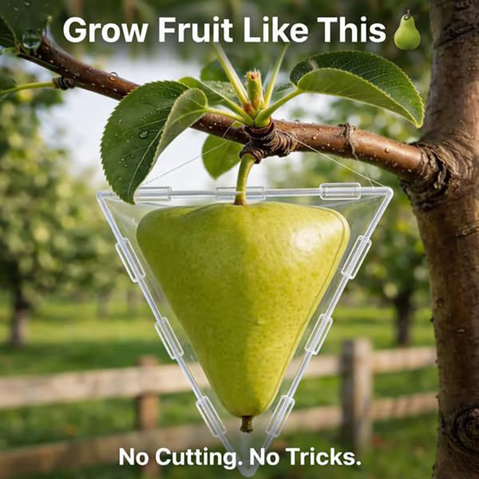 Mini Cube Fruit Shaping Mould  - Gardening Tools Unique ulasan dan harga