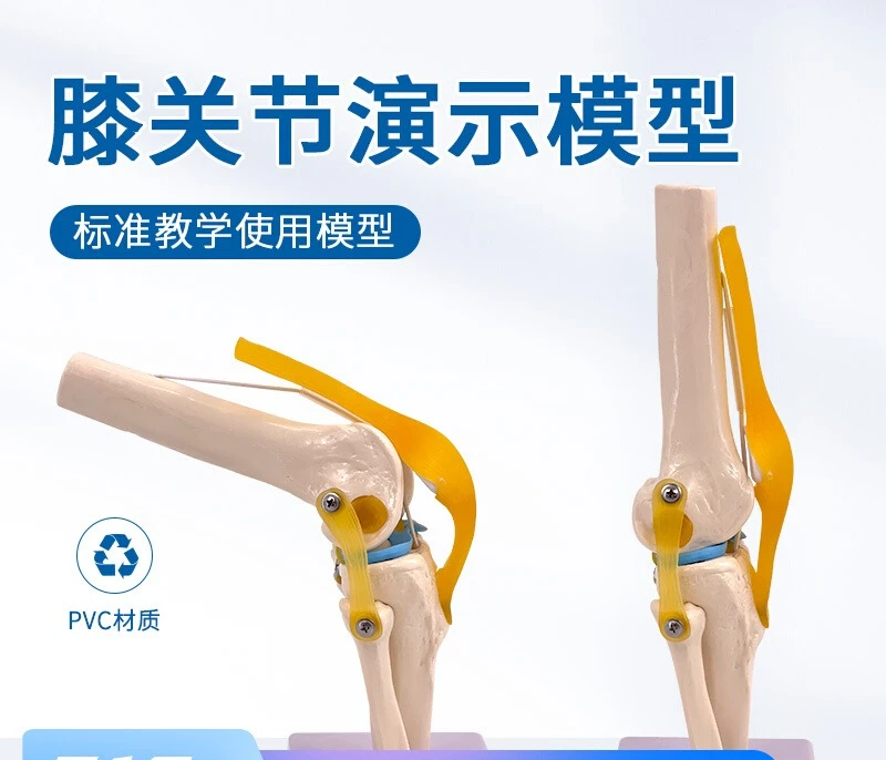 

Human Knee Function Model, Meniscus Cruciate Ligament Activity Knee Patella Teaching Bone Model