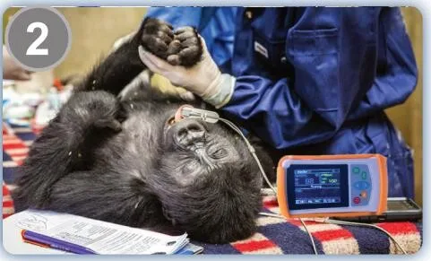 Veterinary Capnograph Portable Handheld Animal Oximeter Manufacturers Veterinary Pulse Oximeter for Clinic