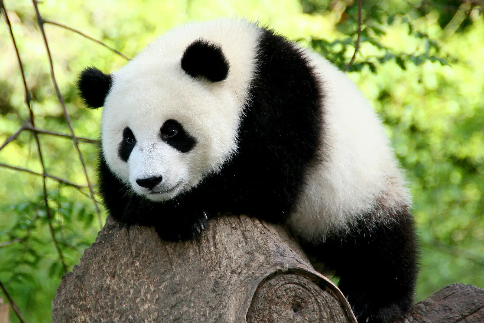 

PANDA Print Art Canvas Poster For Living Room Decor Home Wall Picture
