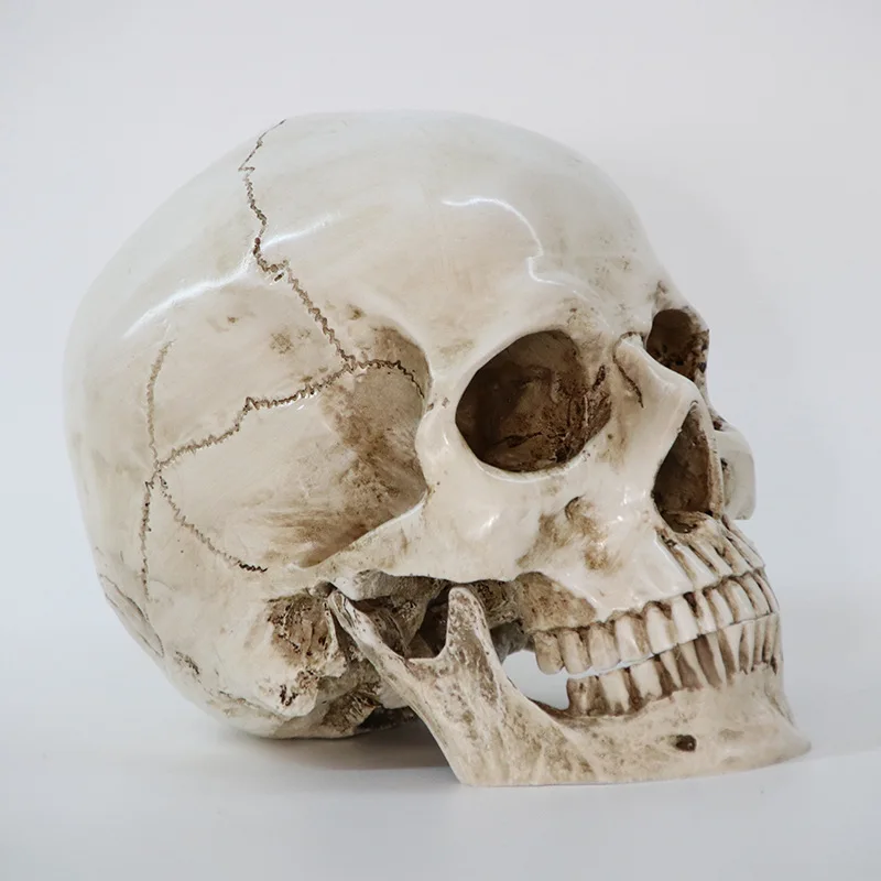 Sculpture resin halloween home decoration decoration craft skull size 1:1 model life copy medical high quality statue